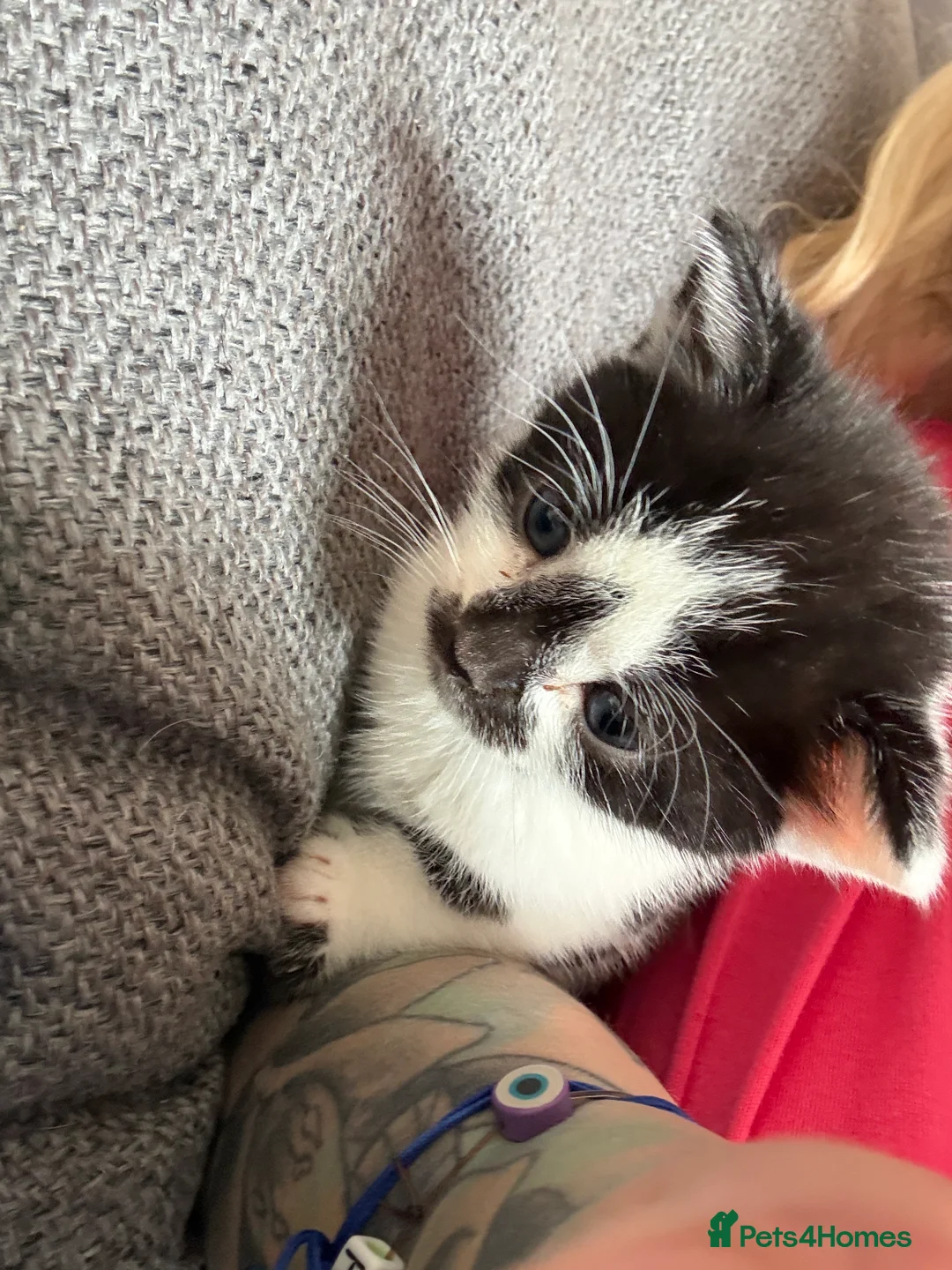 Munchkin cats for sale: Munchkin/dwarf kitten - Advert 2