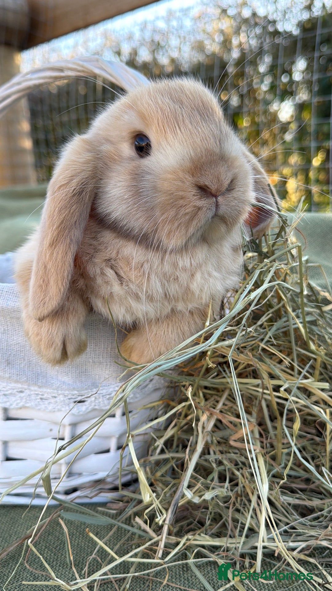Mini Lop rabbits for sale: Mini Lop bunnies  - Advert 4