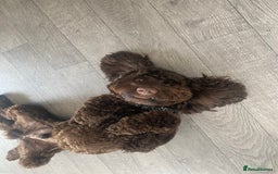 Cavapoo dogs for sale: The sweetest friendliest Cavapoo  - Image 4
