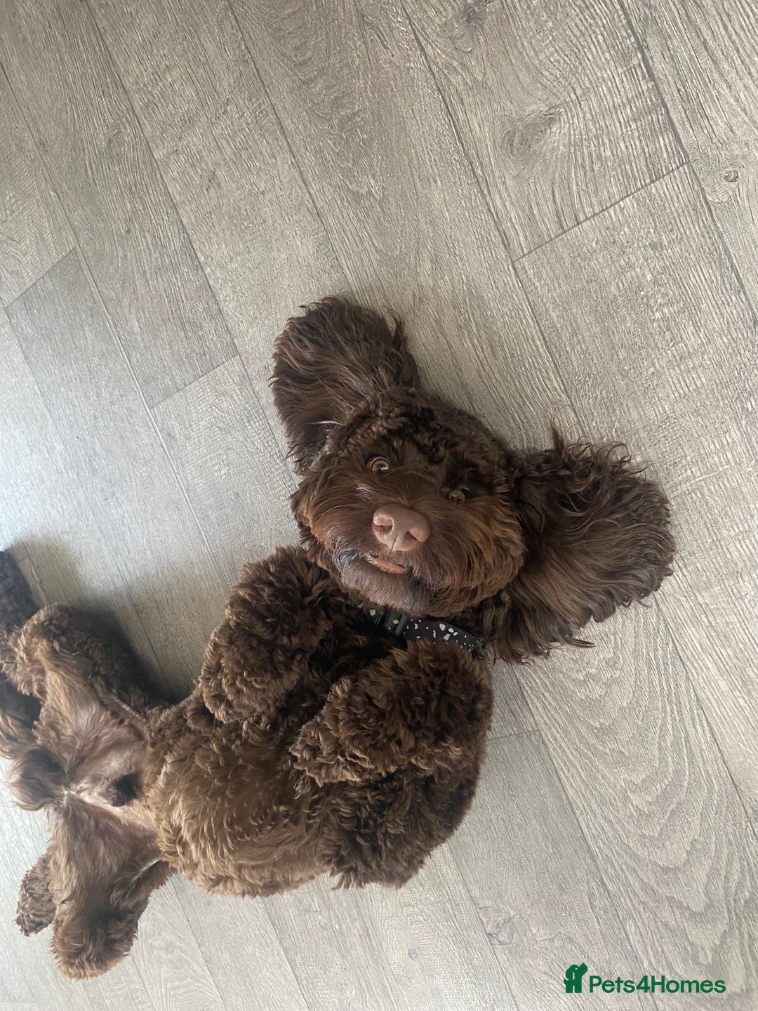 Cavapoo dogs for sale: The sweetest friendliest Cavapoo  - Image 4