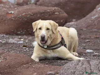 Mixed Breed dogs Meet Mia 😍 - Advert 2