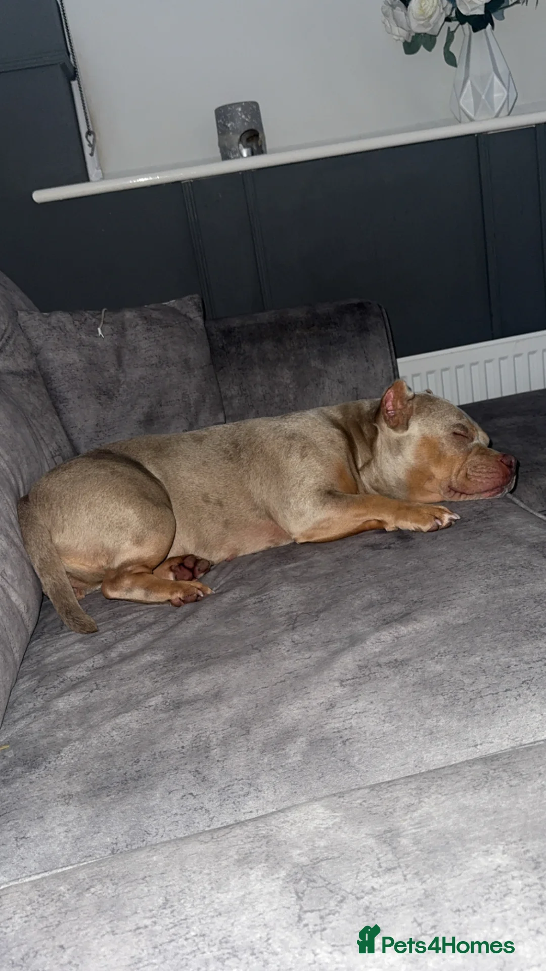 American Bully dogs for sale: Female pocket bully  - Advert 7