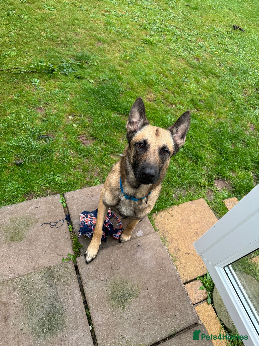 Belgian Shepherd Dog dogs for sale: Belgium malinois  - Image 3