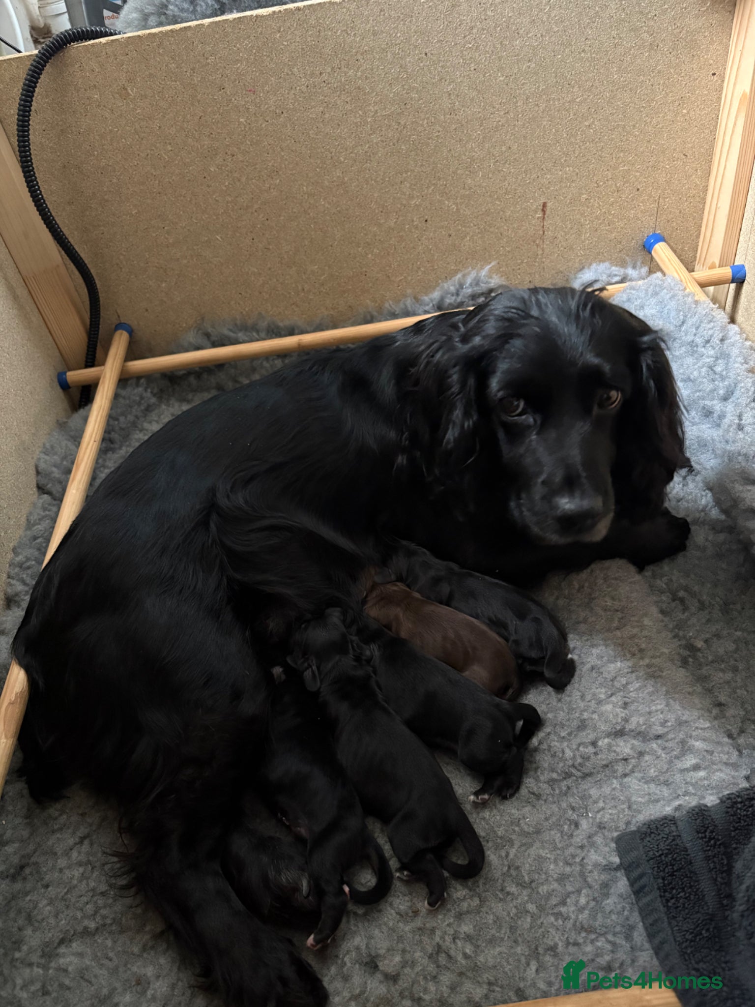 Cocker Spaniel dogs KC Registered Working Cockers  - Advert 7