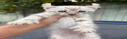 Keetso cats for sale: Awesome litter of polydactyl snow leopard Keetsos  - Advert 3