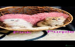 Scottish Fold cats for sale: 💞Beautiful Scottish Fold and Straight kittens🐾 - Image 7