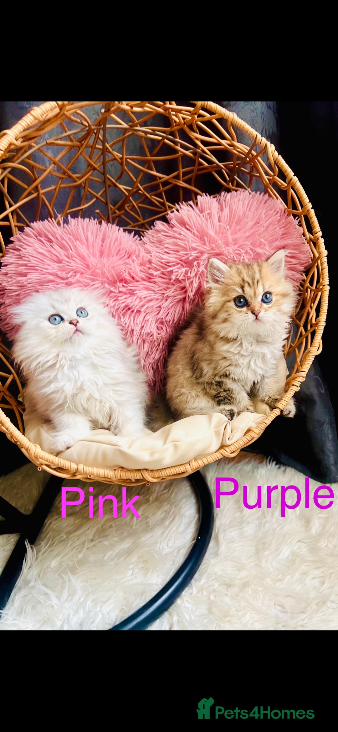 Scottish Fold cats for sale: 💞Beautiful Scottish Fold and Straight kittens🐾 - Image 7