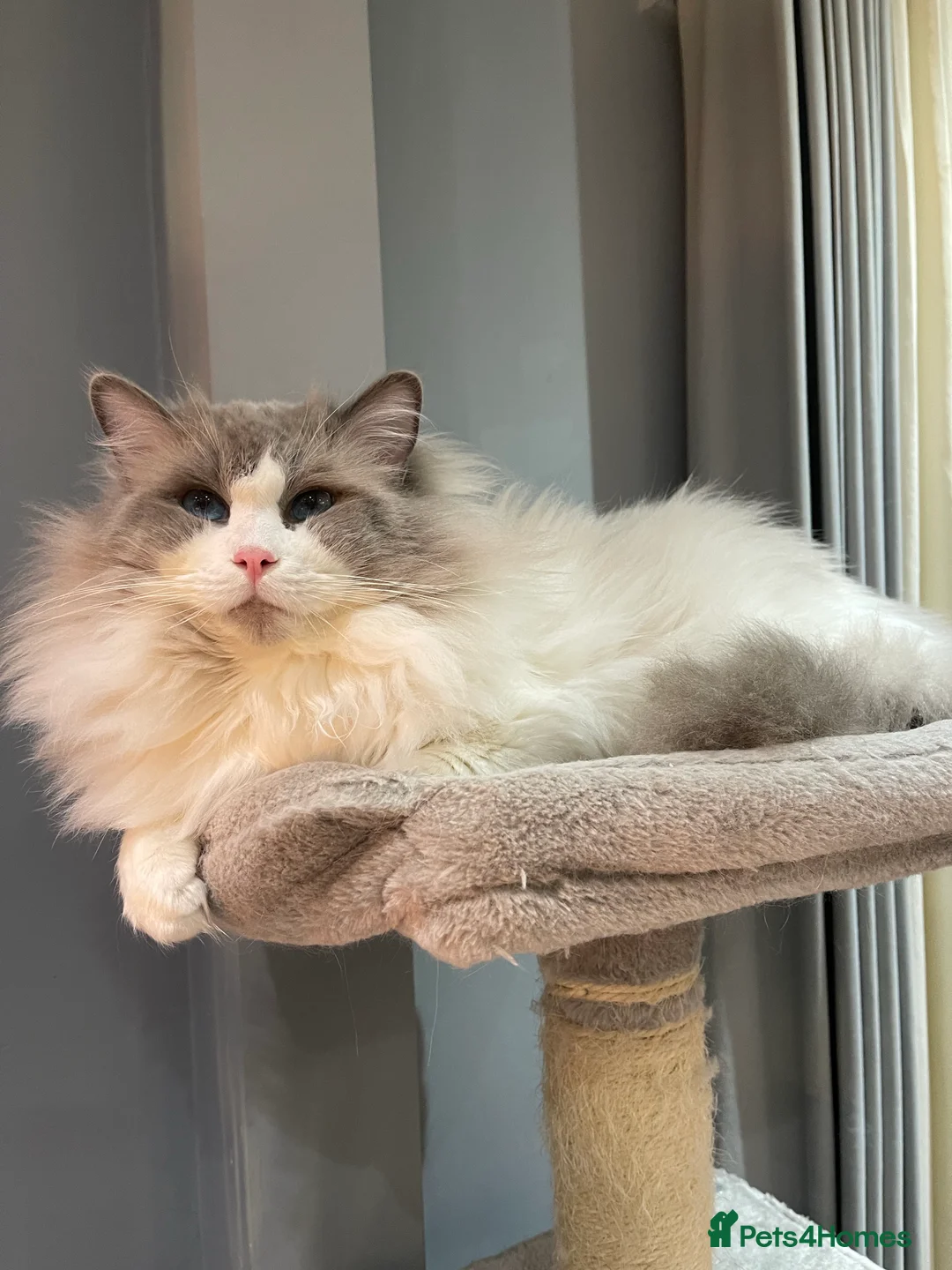 Ragdoll cats for stud: Bi-Colour Handsome Ragdoll Stud GCCF/TICA (Active) - Advert 6