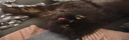 Persian cats for stud: Persian (registered with paperwork) for sale.  - Advert 5