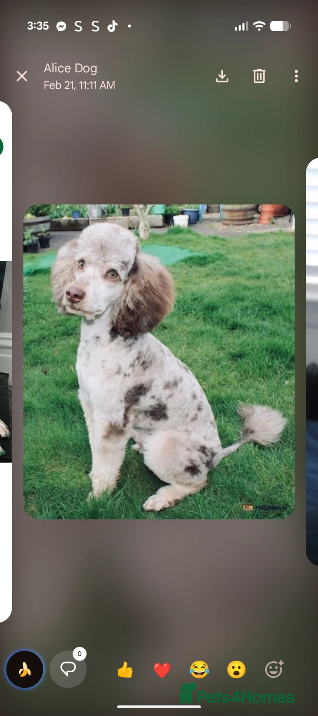 Cockapoo dogs for sale: Stunning puppies for sale  in Shildon - Advert 5