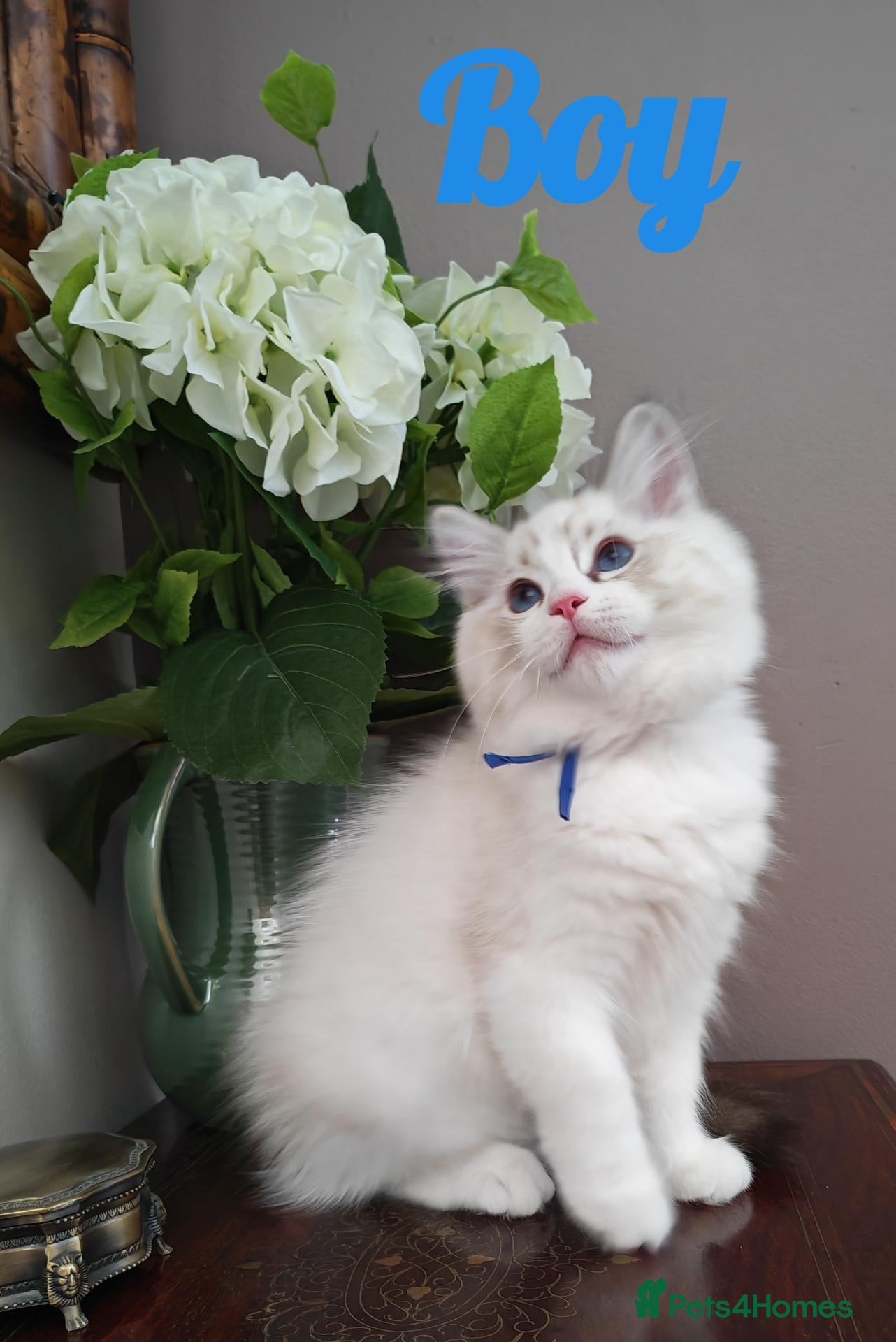 Ragdoll cats GCCF REGISTERED BEAUTIFUL RAGDOLLS KITTENS  - Advert 4