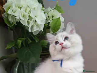 Ragdoll cats GCCF REGISTERED BEAUTIFUL RAGDOLLS KITTENS - Advert 4