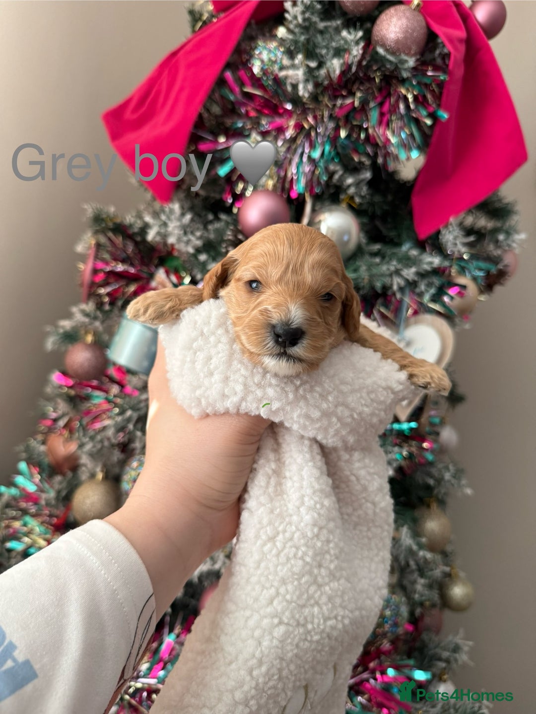 Cockapoo dogs for sale: Gorgeous F1 cockapoo puppies  - Advert 2