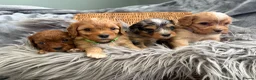 Cavapoo dogs for sale: EXCEPTIONAL EXTENSIVELY HEALTH TESTED BABIES - Advert 11