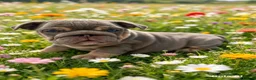 English Bulldog dogs for sale: English bulldogs RARE PINK GENE FLUFFY CARRIERS  - Advert 16