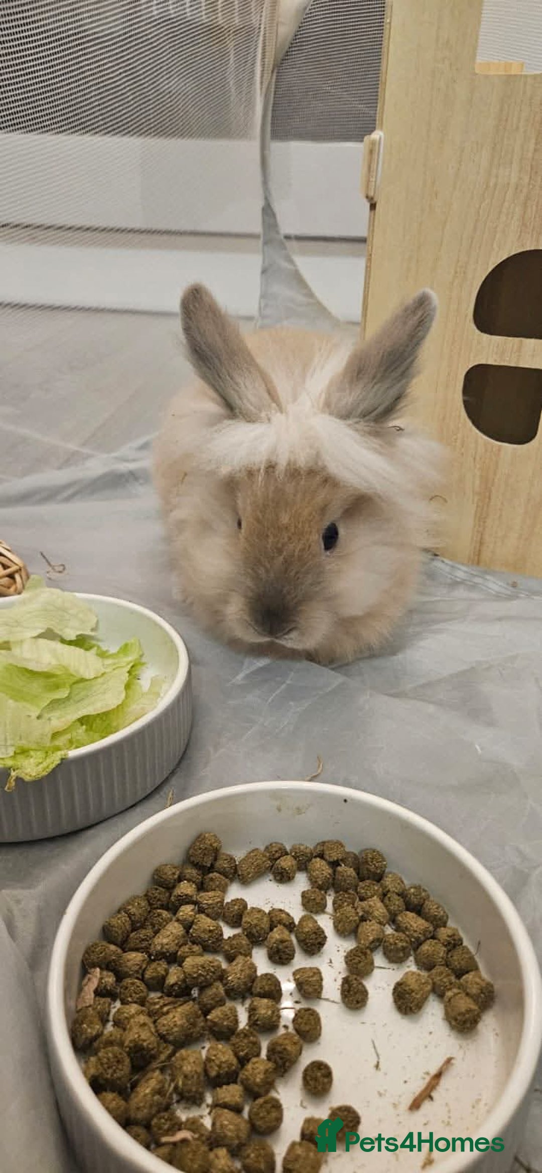 Lionhead rabbits for sale: Lionhead bunnies x2 male - Advert 9