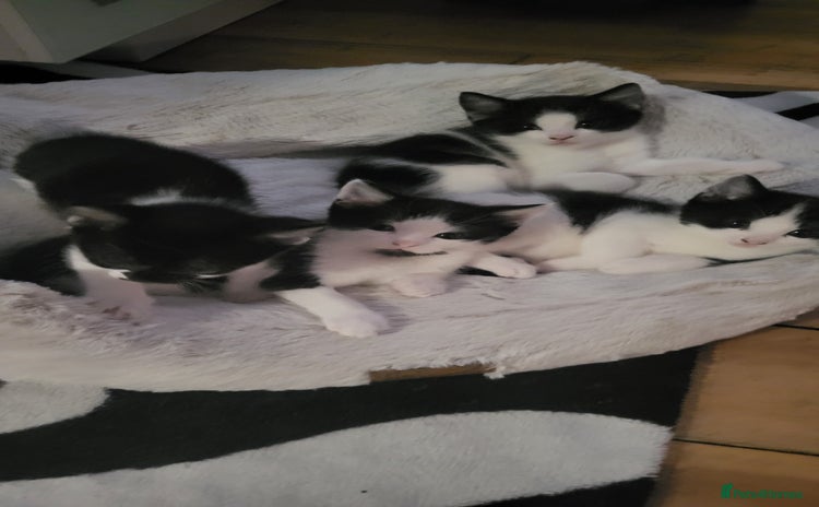 Mixed Breed cats - Advert 8