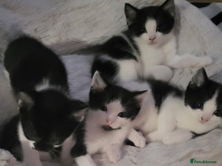 Mixed Breed cats - Advert 4