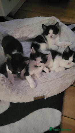 Mixed Breed cats - Advert 4