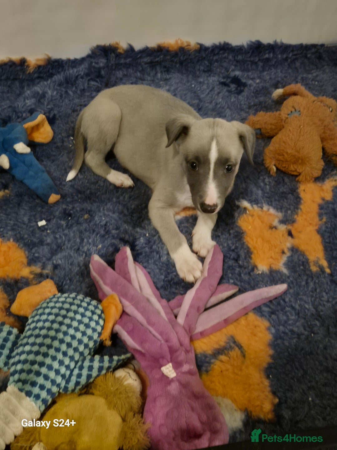 Whippet dogs for sale: Stunning whippet puppies  - Advert 14