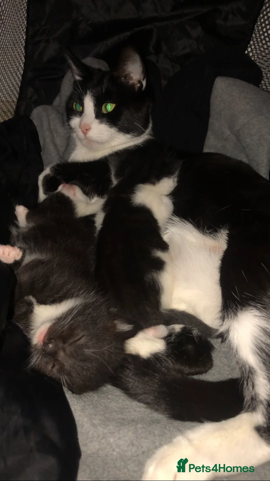 Mixed Breed cats for sale: Tuxedo kittens  - Advert 1