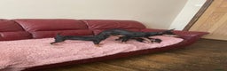 Miniature Pinscher dogs for sale: Beautiful Miniature Pinscher . - Advert 9