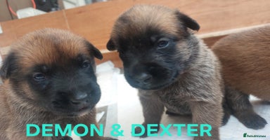 Belgian Shepherd Dog dogs - Advert 12