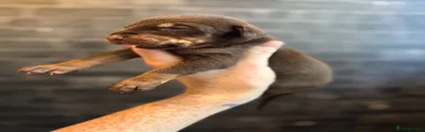 Dobermann Puppy 2