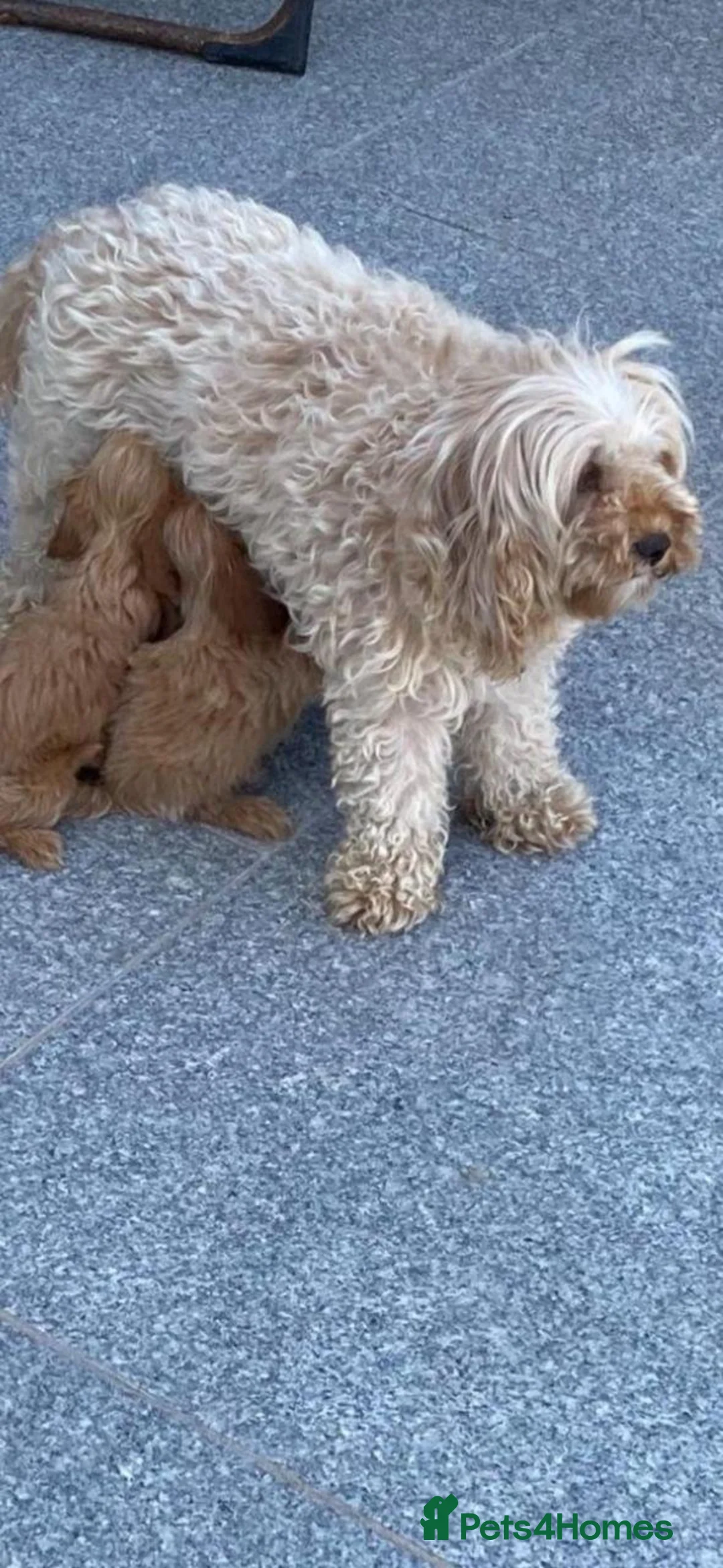 Cavapoo dogs for sale: Beautiful Cavapoo Puppies for Rehoming (ON SALE) - Advert 2