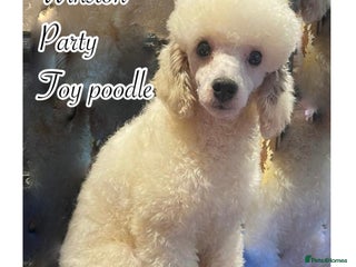 Toy Poodle dogs in Robertsbridge - Advert 3