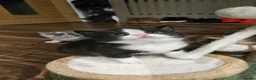 Selkirk Rex cats for sale:  Beautiful Home-Raised Selkirk Rex&BSH Kittens 😻 - Advert 24