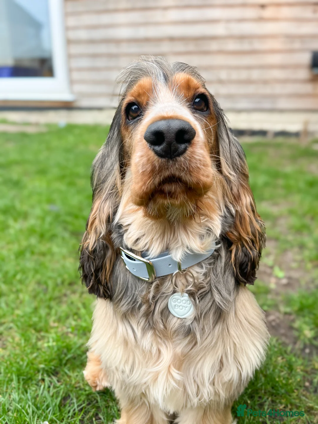 Cocker Spaniel dogs for stud: MALE COCKER SPANIEL STUD in Southend-on-Sea - Advert 6