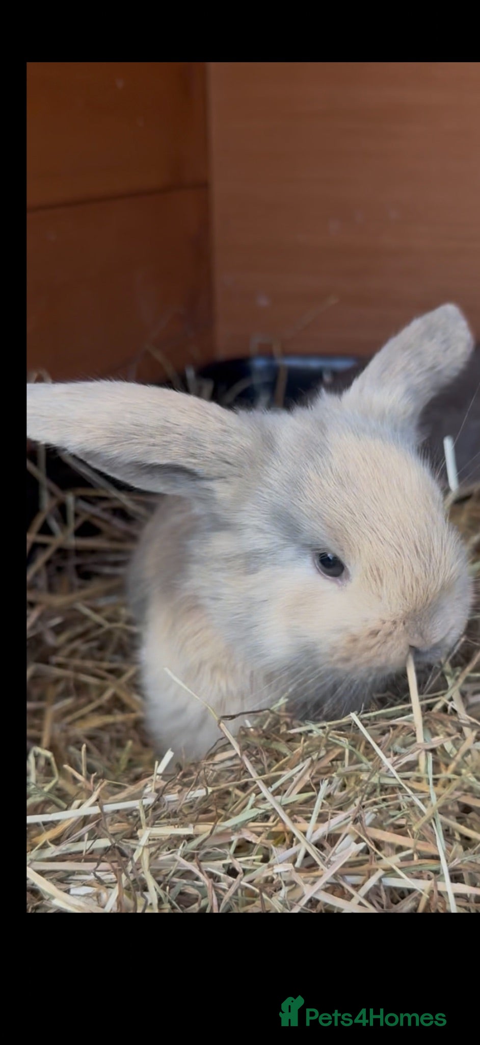 French Lop rabbits Stunning pure bred French lops  - Advert 6