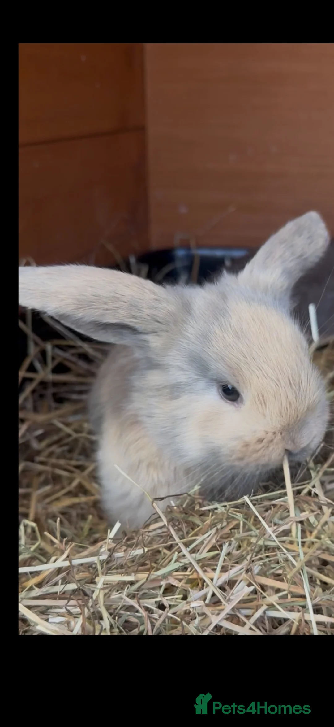 French Lop rabbits for sale: Stunning pure bred French lops  - Advert 2