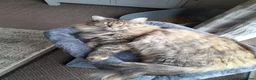Maine Coon cats for sale: Beautiful maine coon girl in Eastleigh - Advert 13
