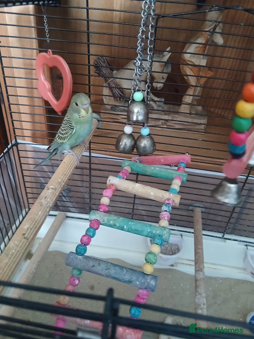 Budgerigars birds for sale: Budgies in Littlehampton - Advert 2