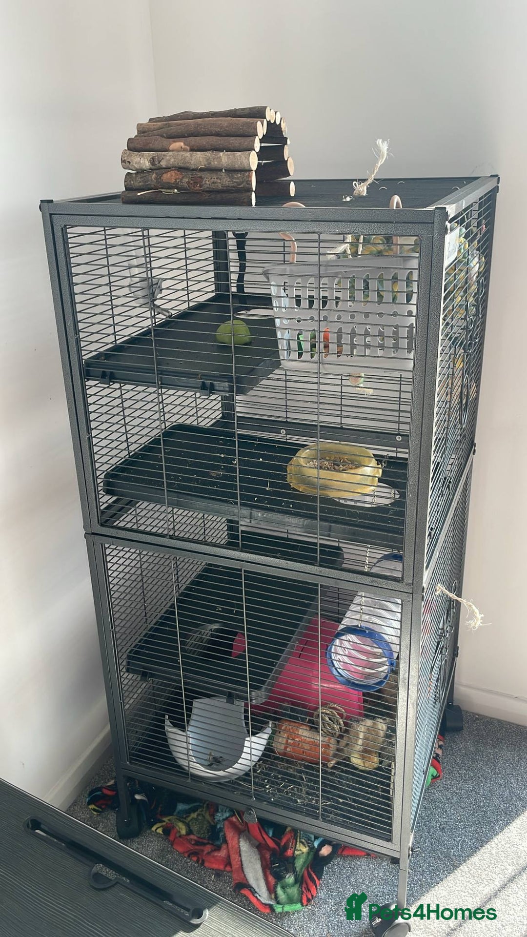 Rat rodents for sale: 2 female rats willow and flash  - Image 6
