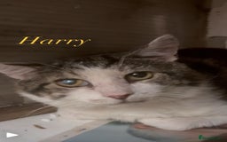 Mixed Breed cats for adoption: Bonded pair of rescue adult cats need home 2gether - Image 2
