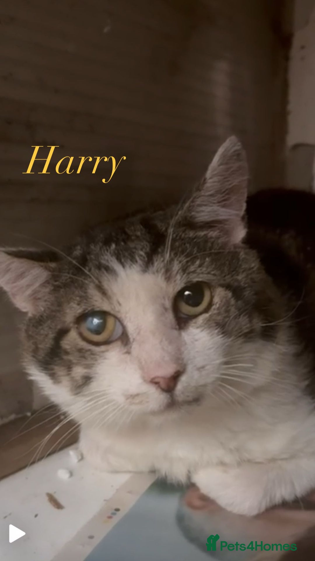 Mixed Breed cats for adoption: Bonded pair of rescue adult cats need home 2gether - Image 2