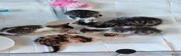 Bengal cats for sale: Bengel mix - Advert 2