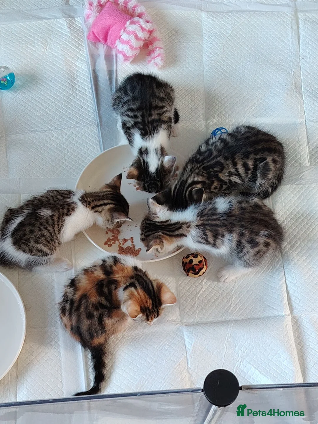 Bengal cats for sale: Bengel mix - Advert 2