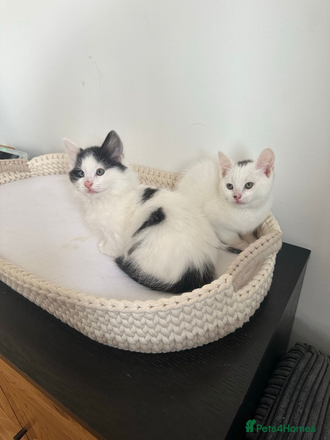 Mixed Breed cats for sale: Part Maine Coon black and white fluffy male cat - Advert 6