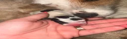 Jack Russell dogs for sale: Jack Russell puppys in Swindon - Advert 6