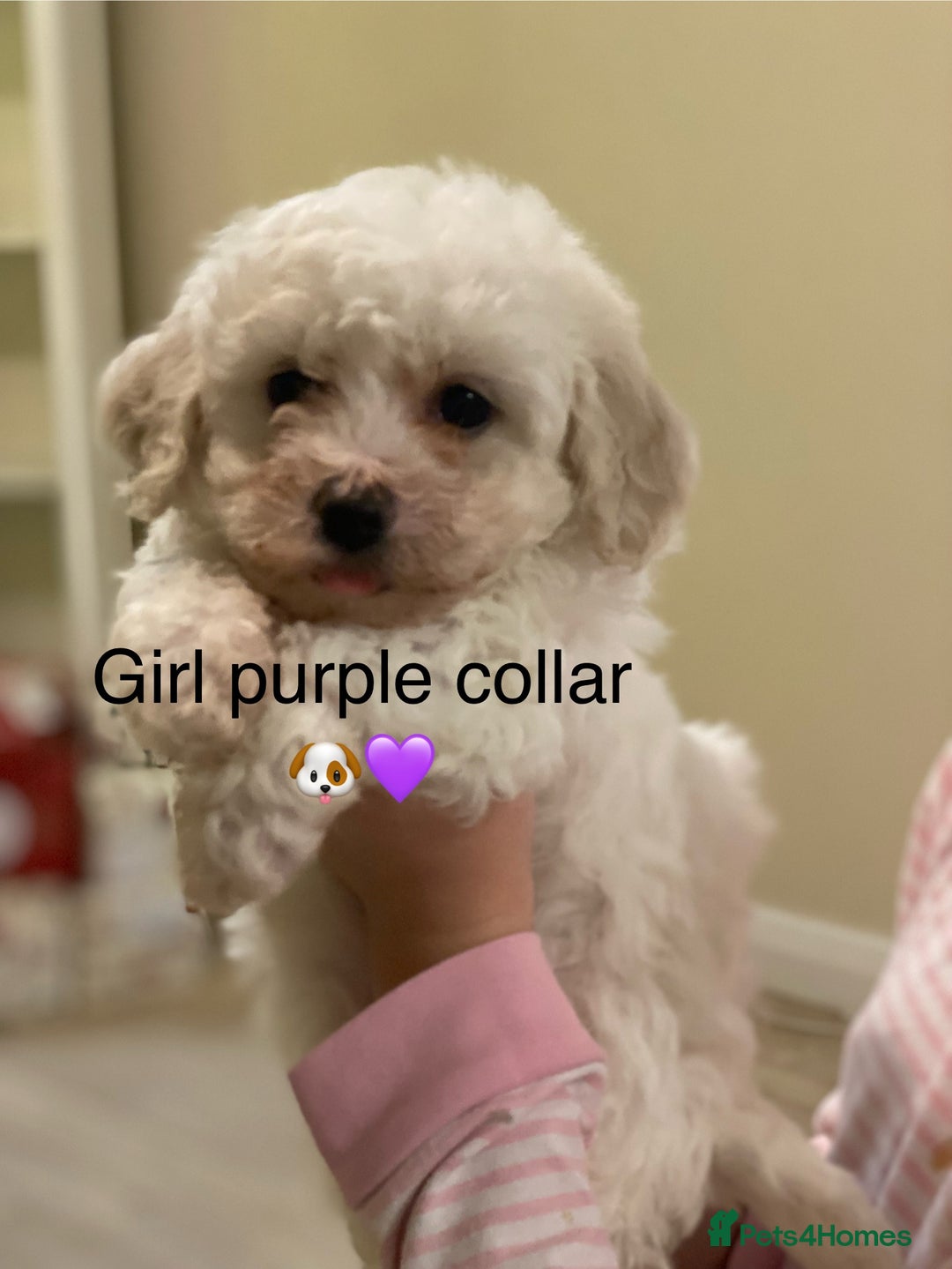 Bichon Frise dogs for sale: Beautiful Bichon frise puppies - Advert 3