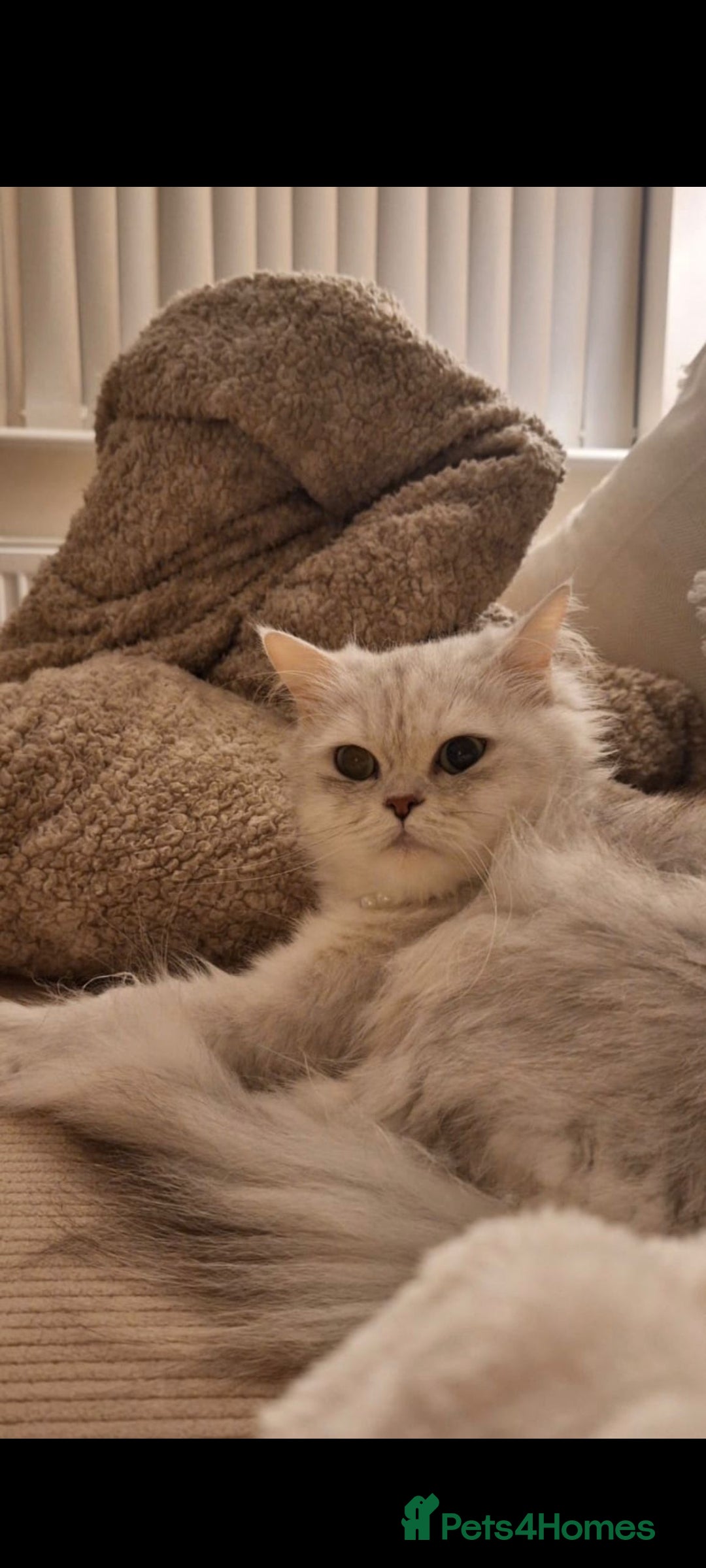 Mixed Breed cats for sale: Persian x  - Advert 5