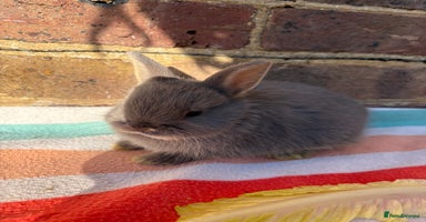 Netherland Dwarf rabbits - Advert 9