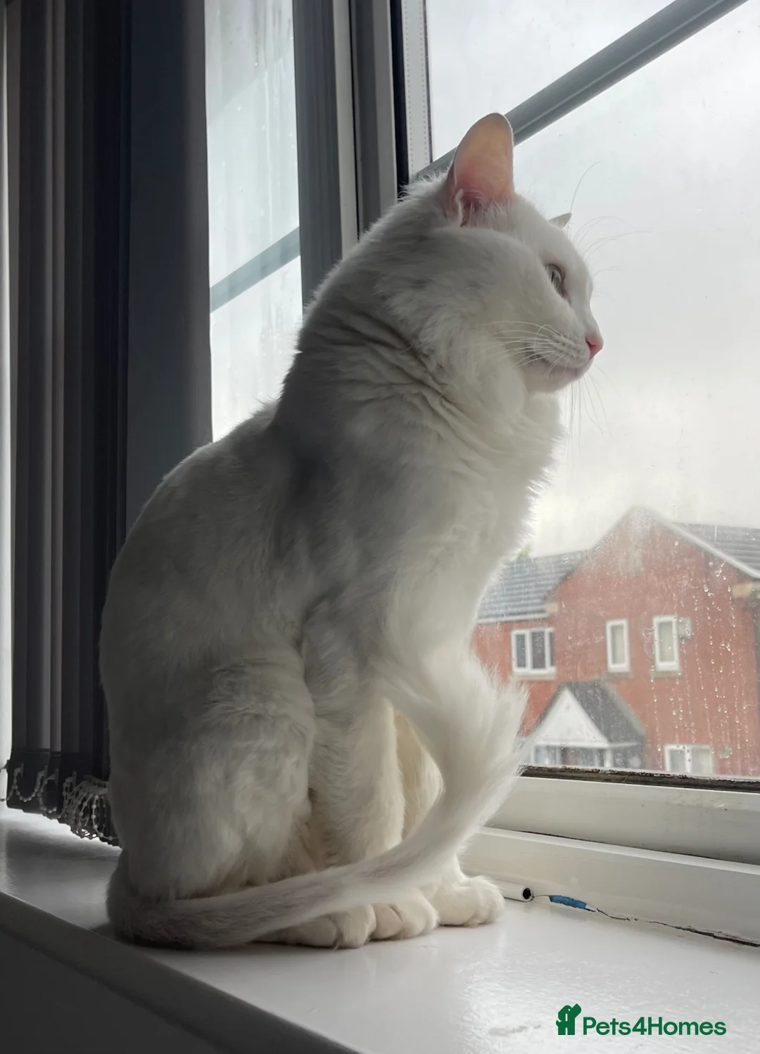Mixed Breed cats for sale: White Ragdoll/Russian Male - Advert 2