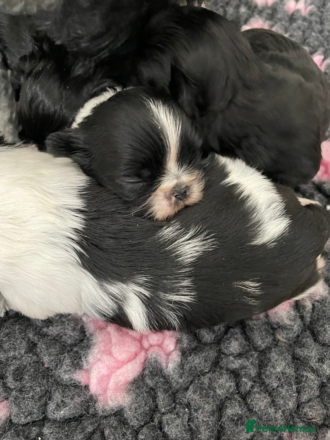 Shih Tzu dogs for sale: Shihtzu pups 5*breeder  - Image 5