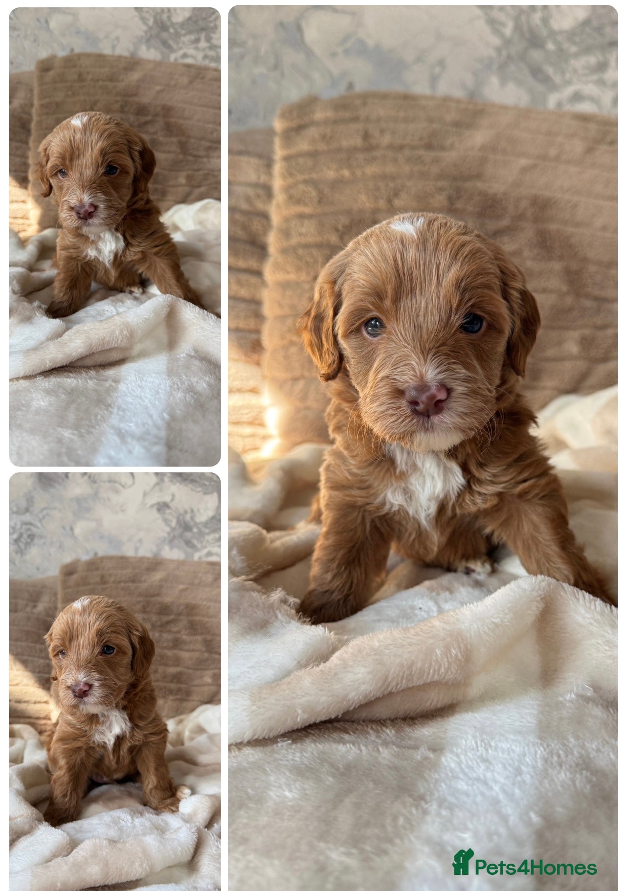 Australian Labradoodle dogs 7 MULTIGEN Australian Labradoodles Pups 🐶🧸  - Advert 3