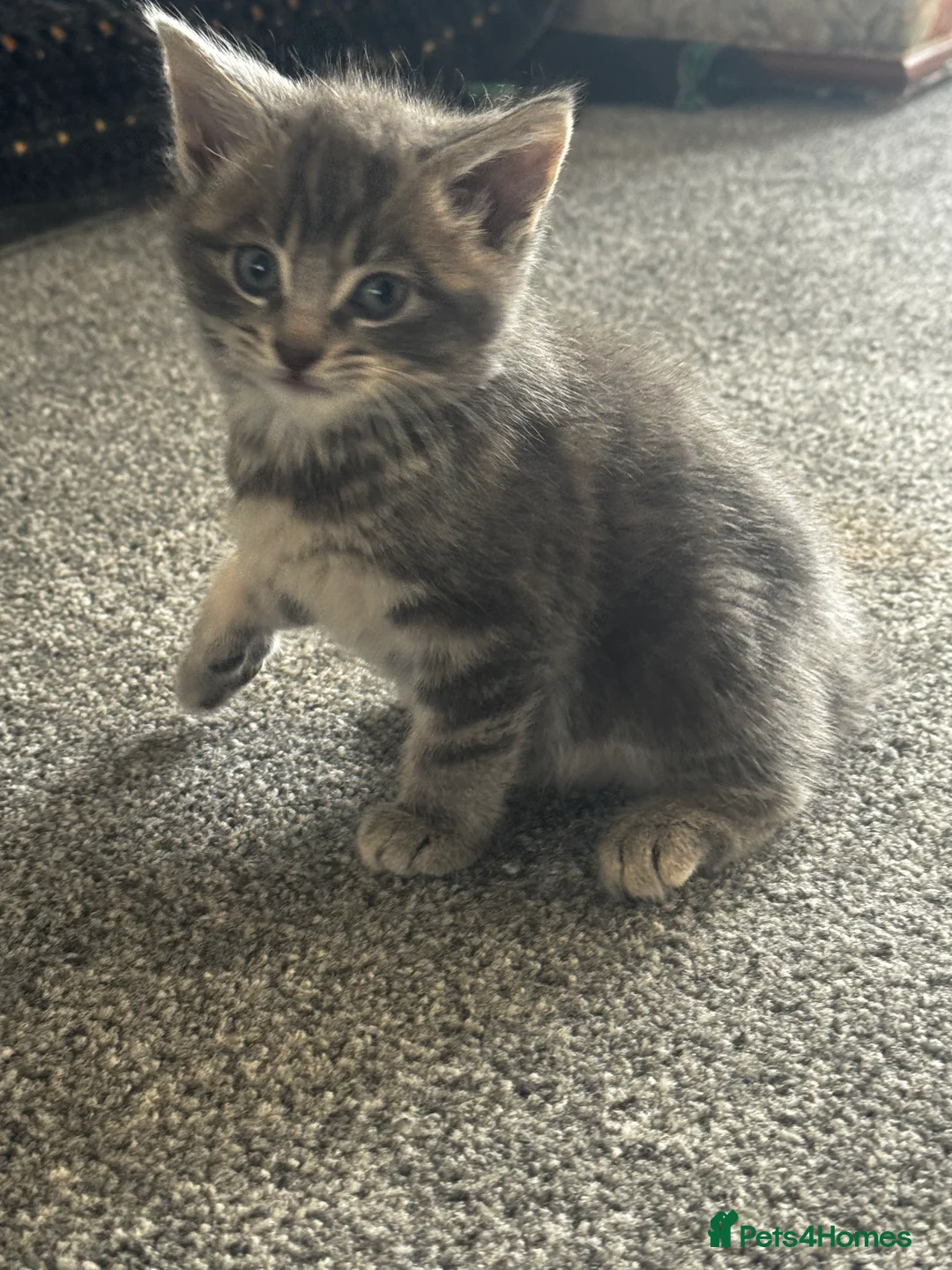 British Longhair cats for sale: Kittens - Advert 22